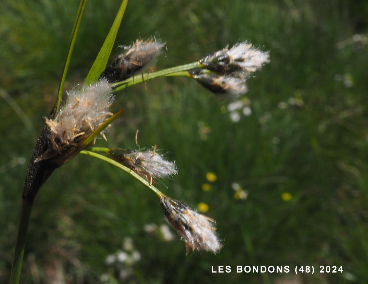 Cotton Grass, Broad-leaved fruit